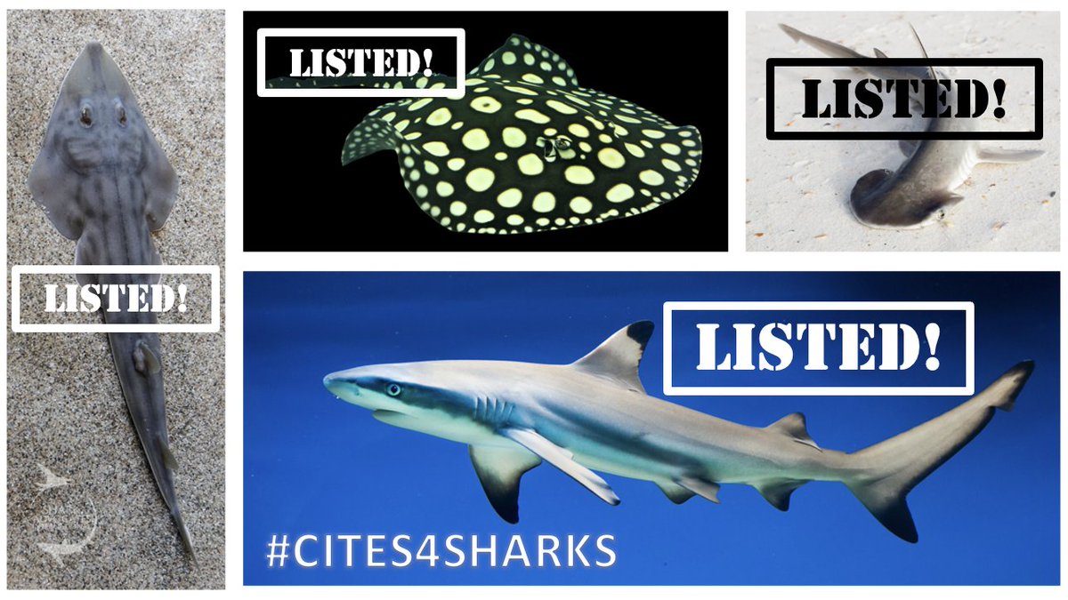 📣 BREAKING NEWS: It's FINAL! All four elasmobranch Appendix II listing proposals (re: requiem sharks, hammerheads, freshwater stingrays &amp; guitarfishes) have been adopted at #CITESCoP19! Huge congratulations to all the Parties &amp; NGOs behind these landmark decisions! #CITES4Sharks