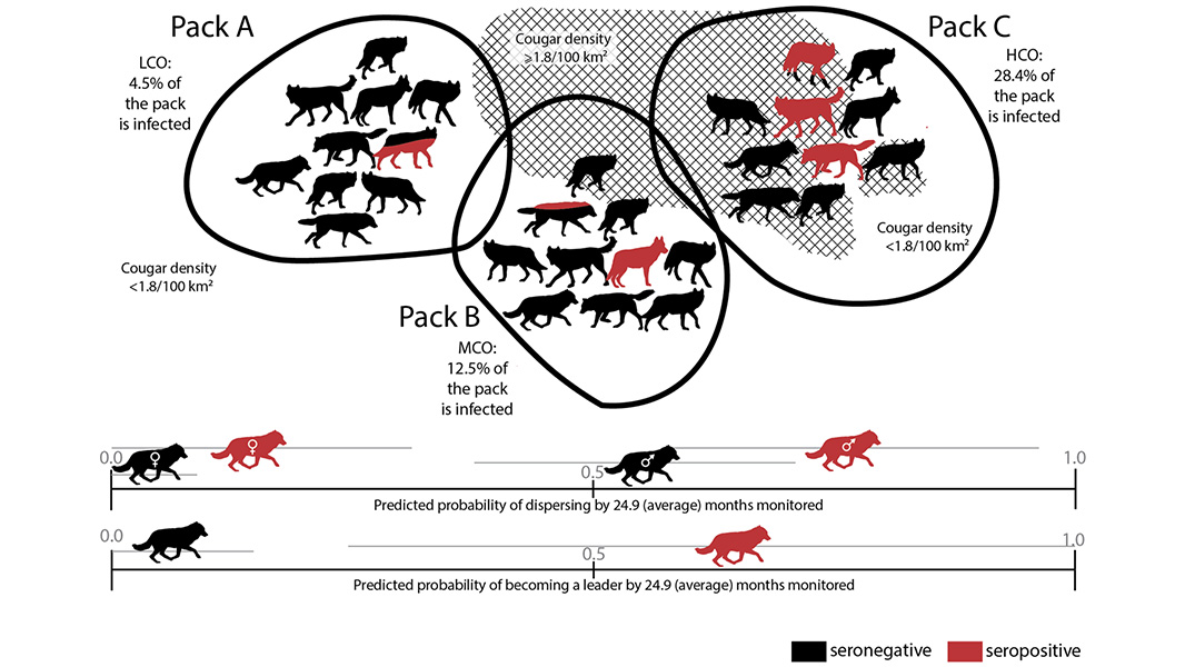 Grey wolves in America’s Yellowstone National Park exposed to Toxoplasma gondii are over 46 times more likely to become a pack leader than uninfected wolves, according to a study published in <a href="/CommsBio/">Communications Biology</a>. go.nature.com/3AGU7jo
