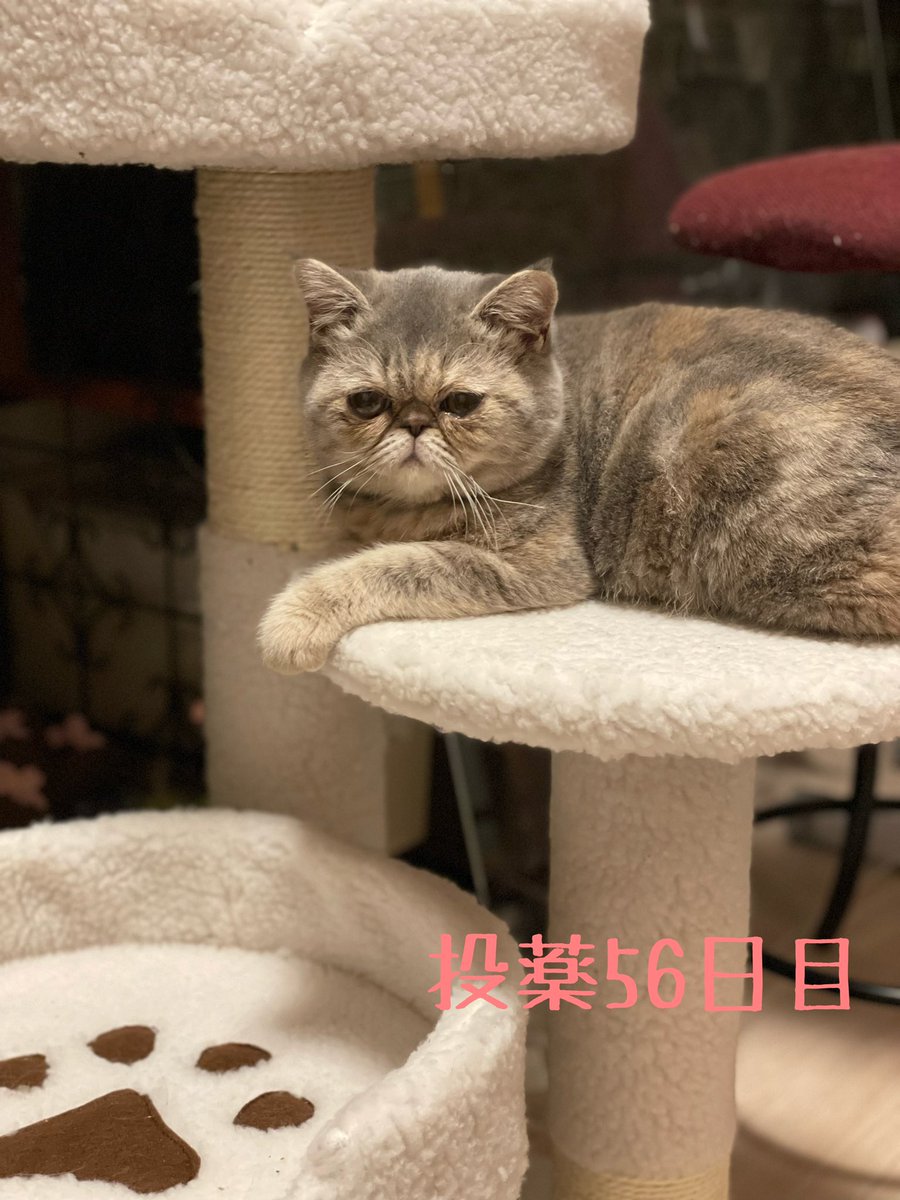 11月25日
投薬56日目200mg/2361g

お気に入りのごはんに辿り着いて
完食したお皿を見た時の嬉しさ！