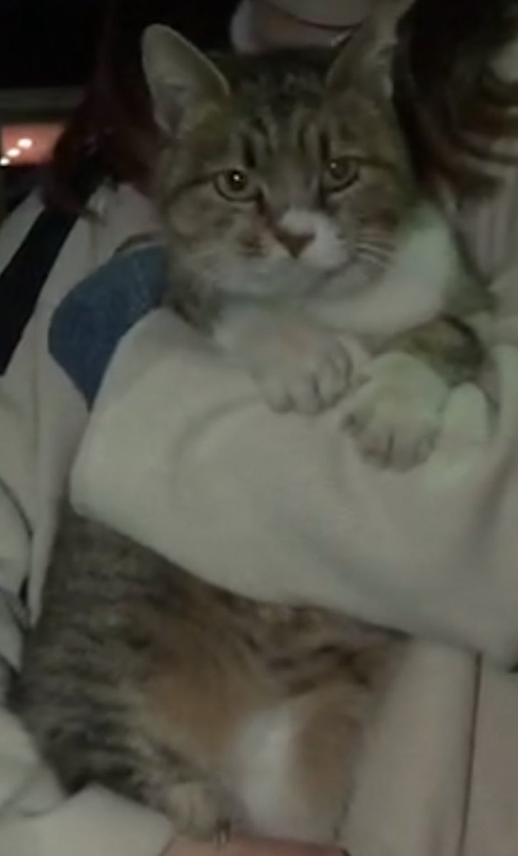 yr005's tweet photo. 外で綺麗めの猫ちゃんを見かけたので、念の為検索用に上げておきます。
場所:群馬県前橋市
特徴:キジトラ?、鼻・口周り・胸・手が白、尻尾シマシマ、人懐っこい(駆け寄ってきてスリスリ・お腹ゴロン・抱っこも抵抗なく・走って追いかけてくる)

#群馬 #前橋 #群馬県 #前橋市 #迷い猫 #迷子猫 #キジトラ https://t.co/Z0Rl0OrqDi