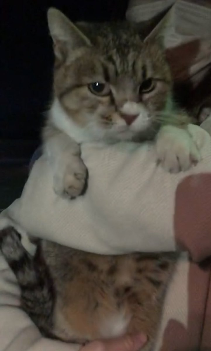 yr005's tweet photo. 外で綺麗めの猫ちゃんを見かけたので、念の為検索用に上げておきます。
場所:群馬県前橋市
特徴:キジトラ?、鼻・口周り・胸・手が白、尻尾シマシマ、人懐っこい(駆け寄ってきてスリスリ・お腹ゴロン・抱っこも抵抗なく・走って追いかけてくる)

#群馬 #前橋 #群馬県 #前橋市 #迷い猫 #迷子猫 #キジトラ https://t.co/Z0Rl0OrqDi