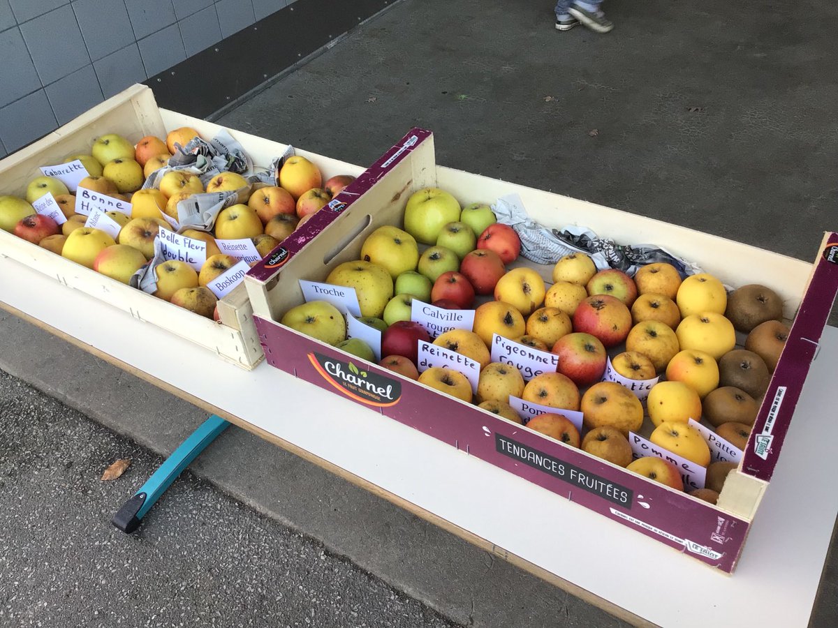 Remise des pommiers aux cm2. Les élèves avaient greffé leurs pommiers au printemps avec l’association des croqueurs des pommes et après quelques mois de croissance il est l’heure de les planter dans les jardins. Vivement la récolte.