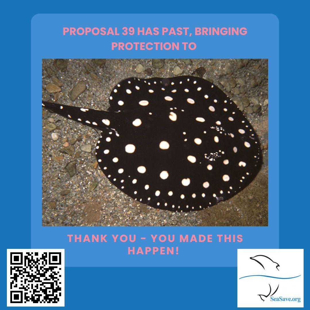 seasave's tweet photo. More exciting news, some freshwater stingrays threatened by over-exploitation have been granted protection from unregulated trade. Thank you for supporting us!
#seasavefoundation #citescop19 #freshwaterstingray #Potamotrygon https://t.co/00f0i2XMG8