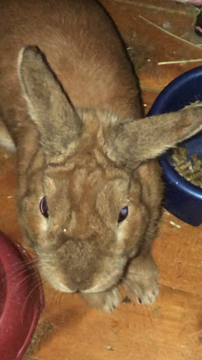 Disgusting Freaky Rabbits im liberal i am the worlds ugliest and freakiest rabbit to ever exist ...