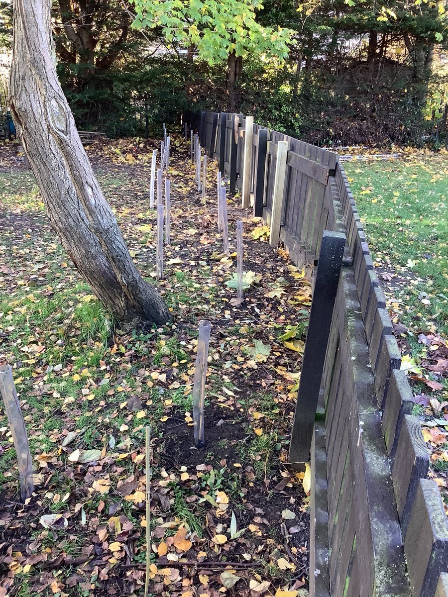From P1 to P7, we were busy planting a new hedge today. We can't wait to see the Crab Apple, Dog Rose, Dogwood, Hawthorn and Hazel seedlings grow! <a href="/WoodlandTrust/">WoodlandTrust</a> <a href="/QGCanopy/">The Queen's Green Canopy</a>