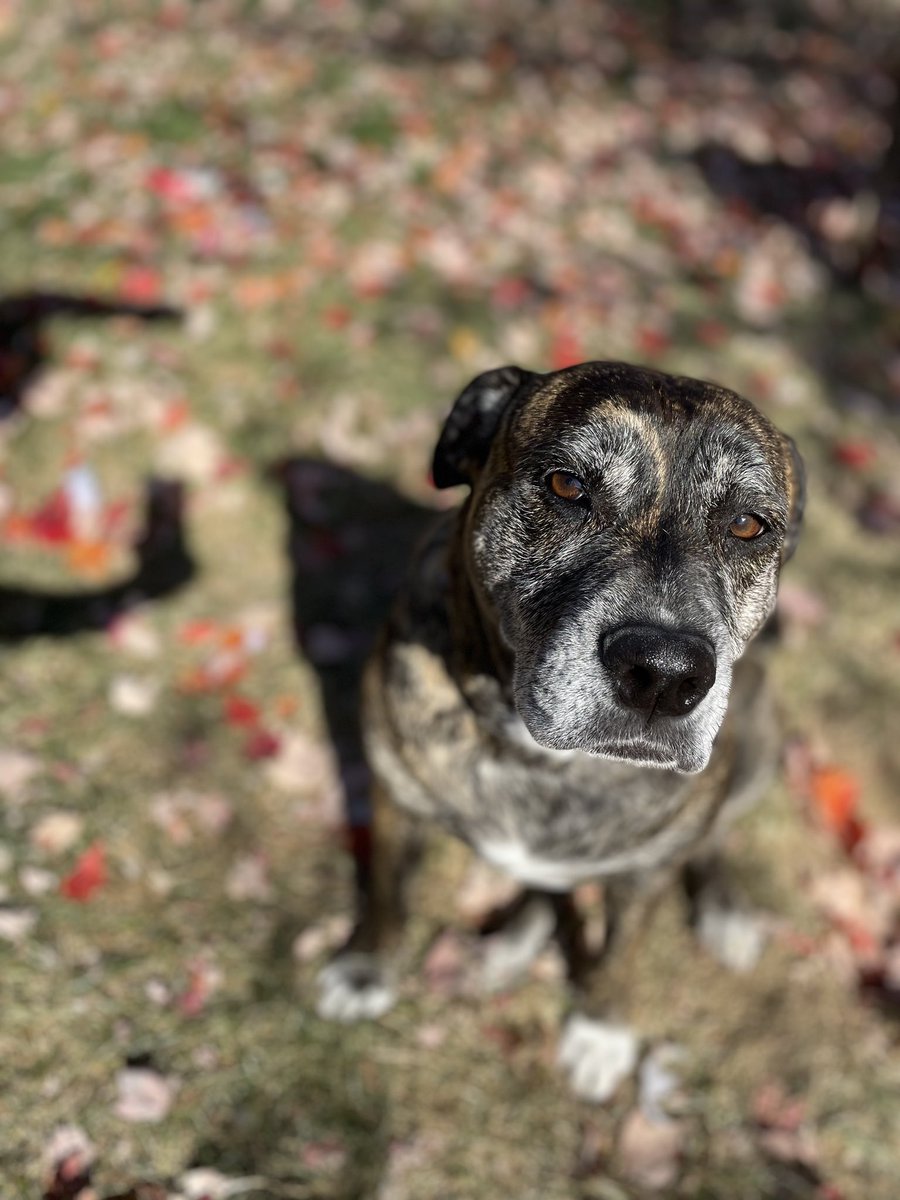 <a href="/ljw21/">Logan Wilson</a> My Lola who gained her wings yesterday