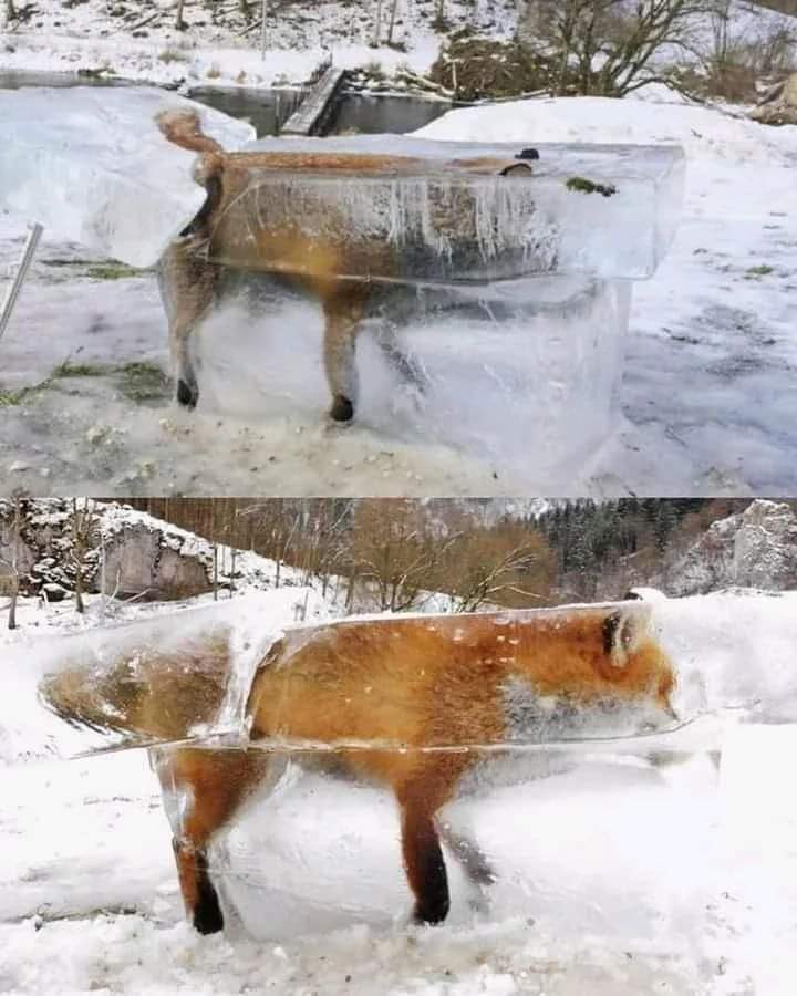 RincnCuriosoo's tweet image. Zorro congelado por la ola de frío que sacudió a Europa.