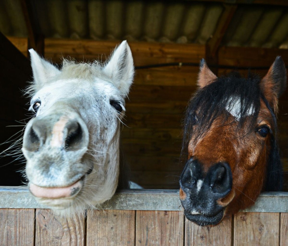 FFWasp's tweet photo. These faces say a thousand words. β€οΈ π΄
Check out some inspiring quotes about horses at https://t.co/Nl1OaiIXmH
#horses #horsequotes #horseriding #horseracing #equestrian #horselovers #pony #fillies #stallion #mare #horsegirl #horsemanship #horseshow #animals #cowgirl #cowboy https://t.co/opxNjOMKLd