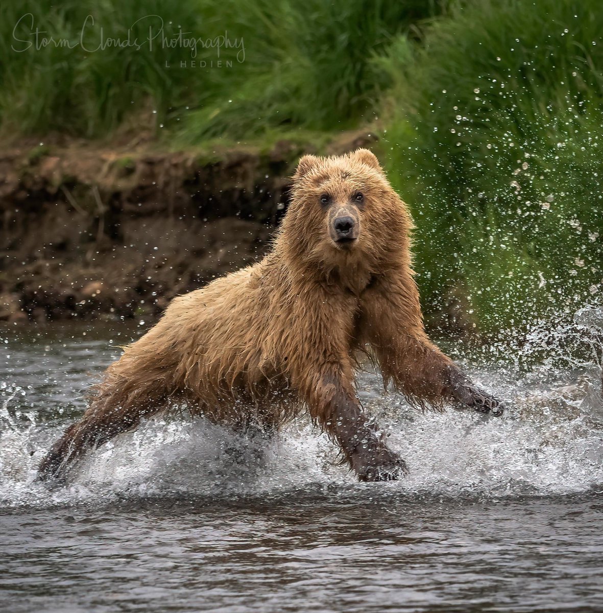 #Alaska #brownbear #cub 🐻running from bears at #brooksfalls #katmai  in July. 😎#visitAlaska #bear #wildlifephotography #thephotohour #grizzly #nikonUSA #natgeoyourshot #zcreators #natwildmag #wildlifepic #natgeowild #nikonoutdoors #nationalparkwonders @nationalparkservice