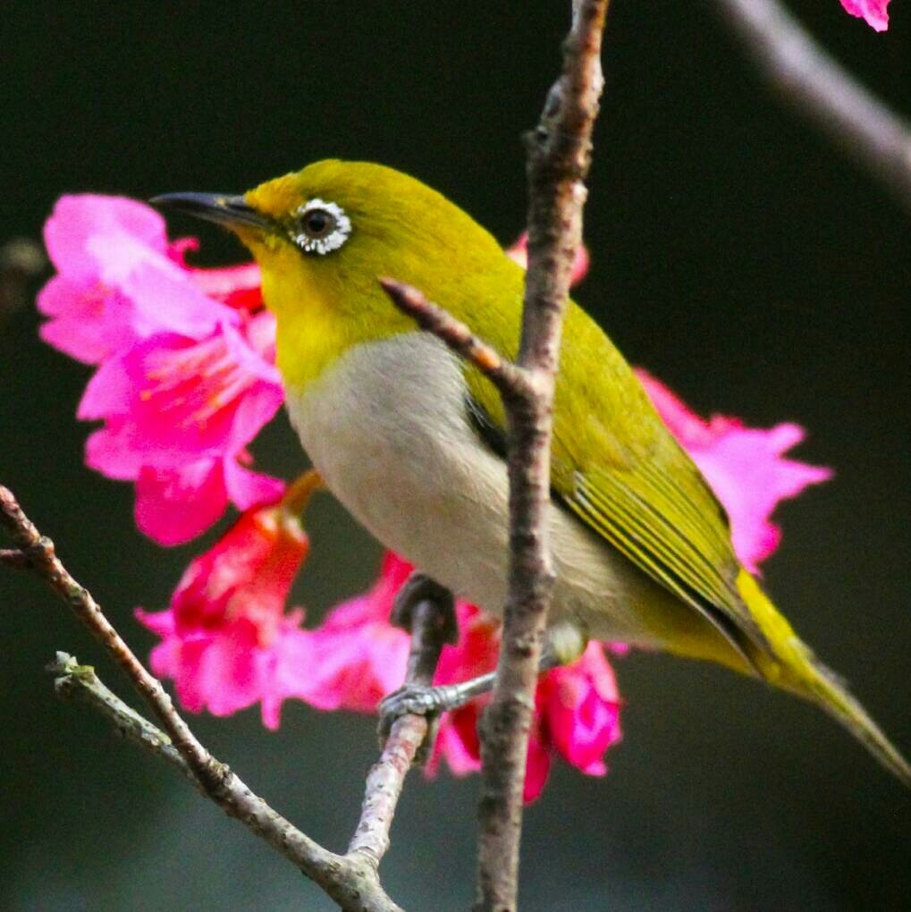 I love Taiwanese White-eye