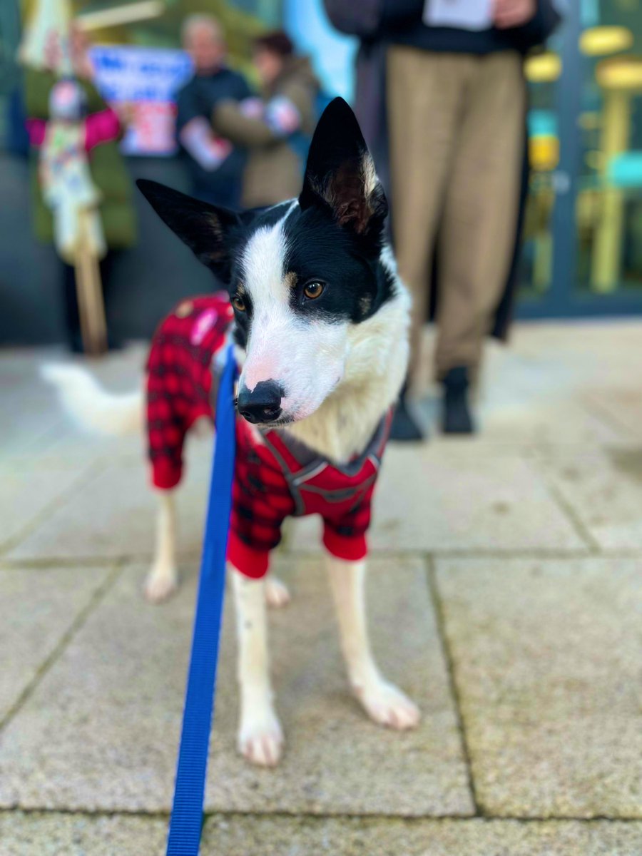 tomaszjohn84's tweet photo. #UCUdogs #dogsonpicketlines #dogsonstrike #bordercollie Skye with her fellow comrades @mivanche and Whiskey whose owner kindly kept her going with duck treats ๐ฆ๐คค๐พ๐ถ๐โ๐ฆบ๐ฆด https://t.co/HFBkBZnr1J