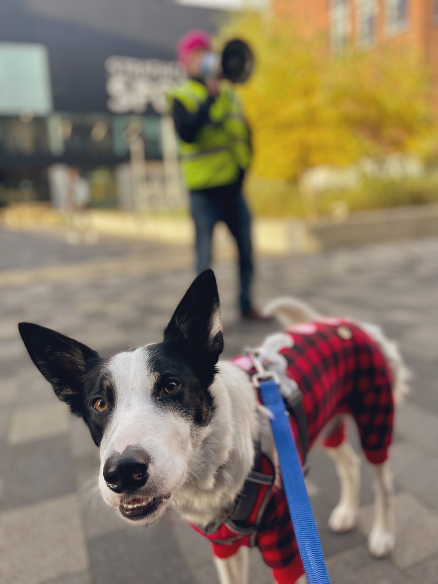 tomaszjohn84's tweet photo. #UCUdogs #dogsonpicketlines #dogsonstrike #bordercollie Skye with her fellow comrades @mivanche and Whiskey whose owner kindly kept her going with duck treats ๐ฆ๐คค๐พ๐ถ๐โ๐ฆบ๐ฆด https://t.co/HFBkBZnr1J