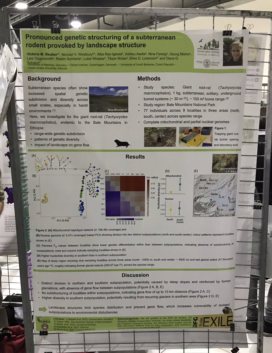 Happy to present my poster about the genetic subdivision and diversity of a small-ranged subterranean rodent at this weeks European Ecology conference, #EcologyMetz2022.