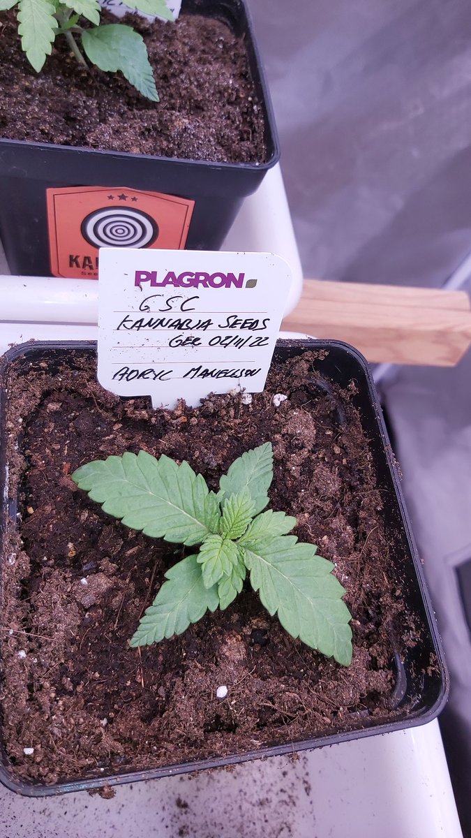 AdrycManellson's tweet image. #GSC @KannabiaSeeds ya va creciendo Verde Mundo, mirad qué diferencia en dos días tras haber recibido una dosis de #ProStart y #ProLed @ProXL_Spain bajo #ThePureLed48oPro, aún 16/8 horas, en #PureTent  #RefPet @ThePureFactory_ sponsored by @DPlantasur.
Alegría pues...🧚‍♂️😎