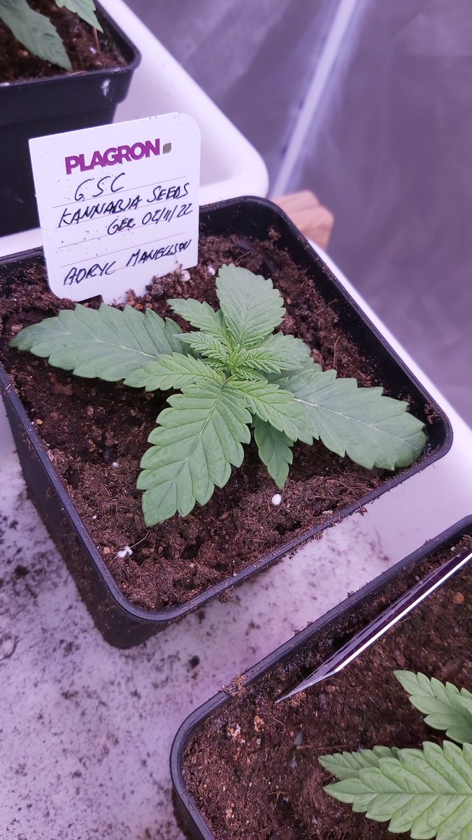 AdrycManellson's tweet image. #GSC @KannabiaSeeds ya va creciendo Verde Mundo, mirad qué diferencia en dos días tras haber recibido una dosis de #ProStart y #ProLed @ProXL_Spain bajo #ThePureLed48oPro, aún 16/8 horas, en #PureTent  #RefPet @ThePureFactory_ sponsored by @DPlantasur.
Alegría pues...🧚‍♂️😎
