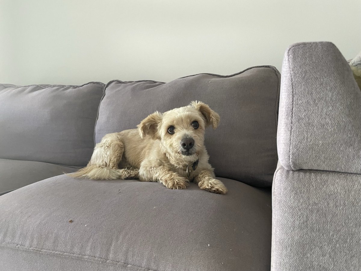 n0isy_avy's tweet photo. This kiddo was #found in #ypsonas, #limassol on Lykavitou street. #Cyprus #founddog #LostDog https://t.co/2VI3vvokhJ