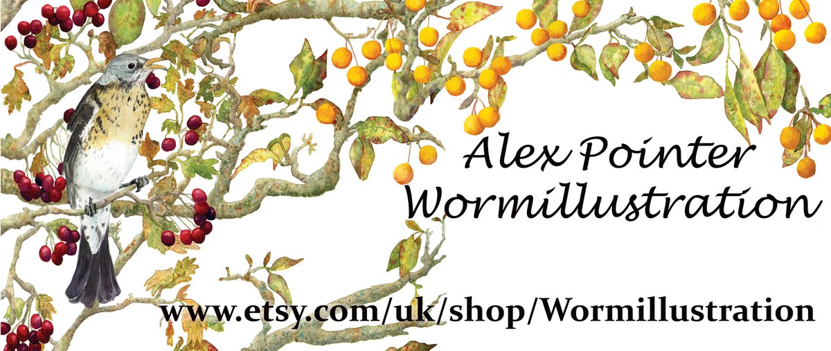 Cornishworm's tweet photo. Yes it is Black Friday, no I'm not doing discounts. My prices are the best I can do all year round. If you think someone would like my work as a gift that is lovely, if not, that is fine too.  #watercolourart #cornwall #naturelovers  https://t.co/yd4cwEP9EG https://t.co/KU2GdAjvpO