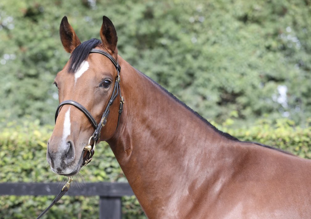 TitaniumRacing_'s tweet image. 🚨 Black Friday Giveaway 🚨

We are giving one lucky follower the chance to win a MicroShare for 12 months in our 4 yearling colts with @karl_burke, @ahaynesracing, @H_Eustace &amp;amp; @ebethellracing. 

Just RT this post &amp;amp; follow the page to win, winner selected Sunday at 6pm.