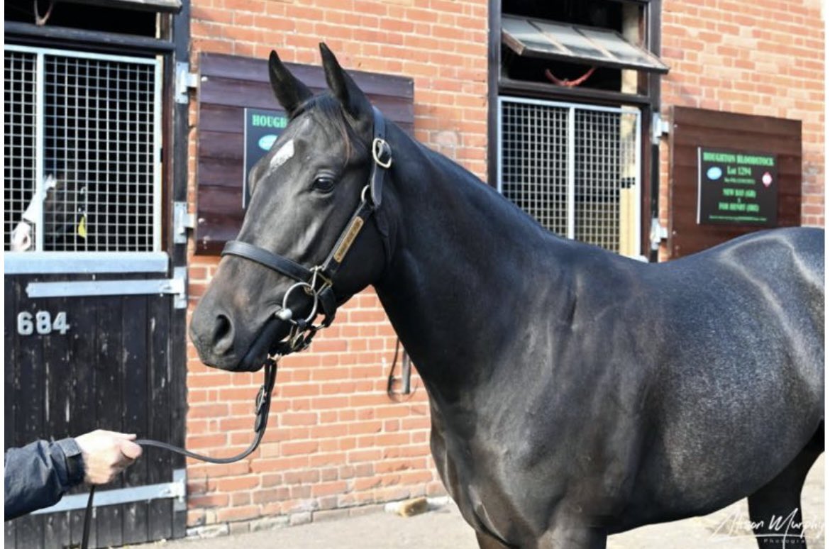 🚨 Black Friday Giveaway 🚨

We are giving one lucky follower the chance to win a MicroShare for 12 months in our 4 yearling colts with <a href="/karl_burke/">Karl Burke</a>, <a href="/ahaynesracing/">Alice Haynes Racing</a>, <a href="/H_Eustace/">Harry Eustace</a> &amp; <a href="/ebethellracing/">Edward Bethell Racing</a>. 

Just RT this post &amp; follow the page to win, winner selected Sunday at 6pm.