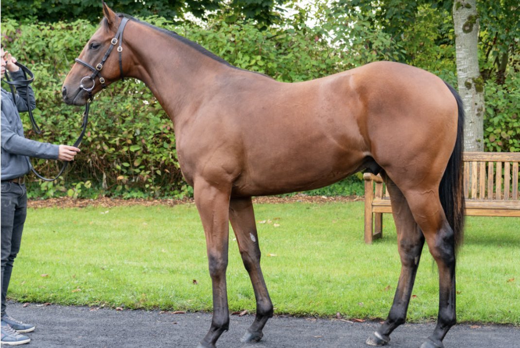 TitaniumRacing_'s tweet image. 🚨 Black Friday Giveaway 🚨

We are giving one lucky follower the chance to win a MicroShare for 12 months in our 4 yearling colts with @karl_burke, @ahaynesracing, @H_Eustace &amp;amp; @ebethellracing. 

Just RT this post &amp;amp; follow the page to win, winner selected Sunday at 6pm.