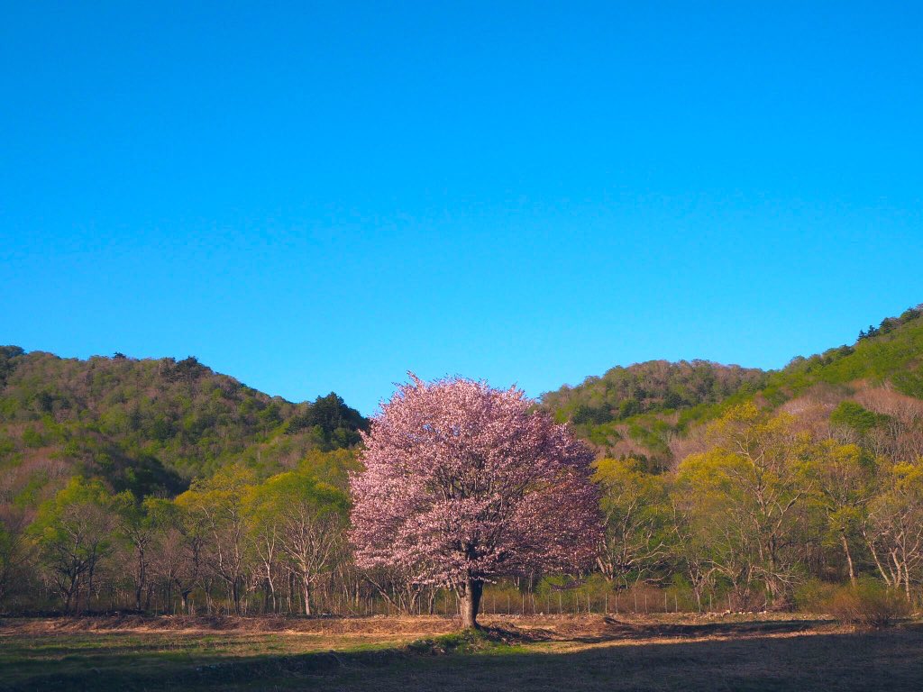 桧原の一本桜 Twitter Search Twitter