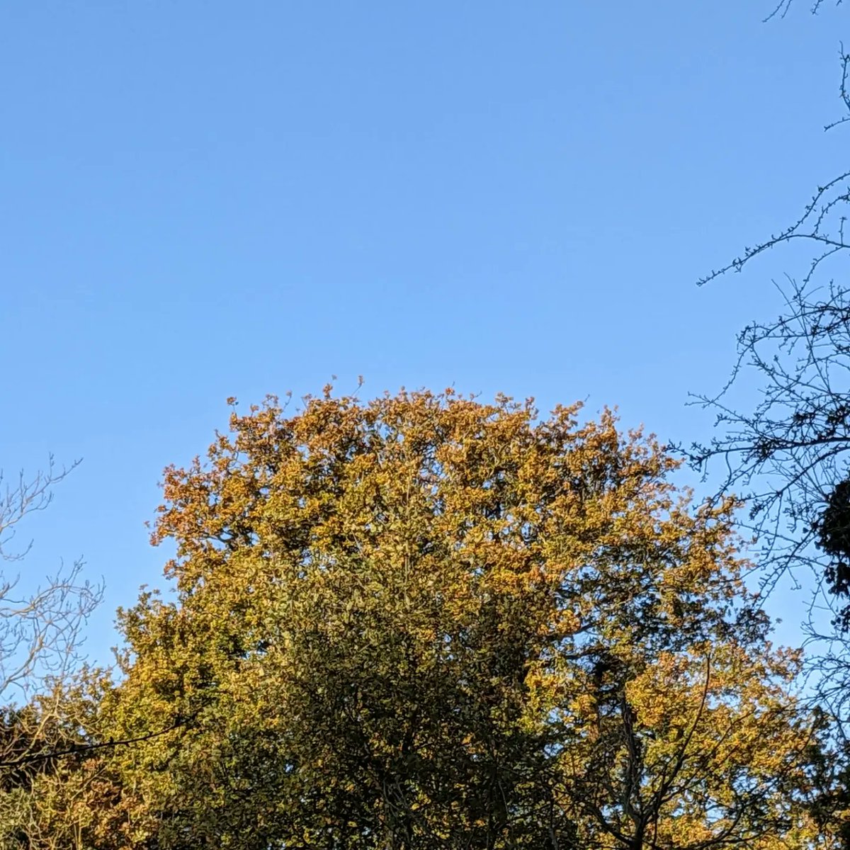 DawnAJWitney's tweet photo. Lots of beautiful sunshine today. Chilly, but feel so much better for seeing the sun
#sunlight #sunlightthroughthetrees #norfolkskies #norfolklife https://t.co/TndYJhoUt9