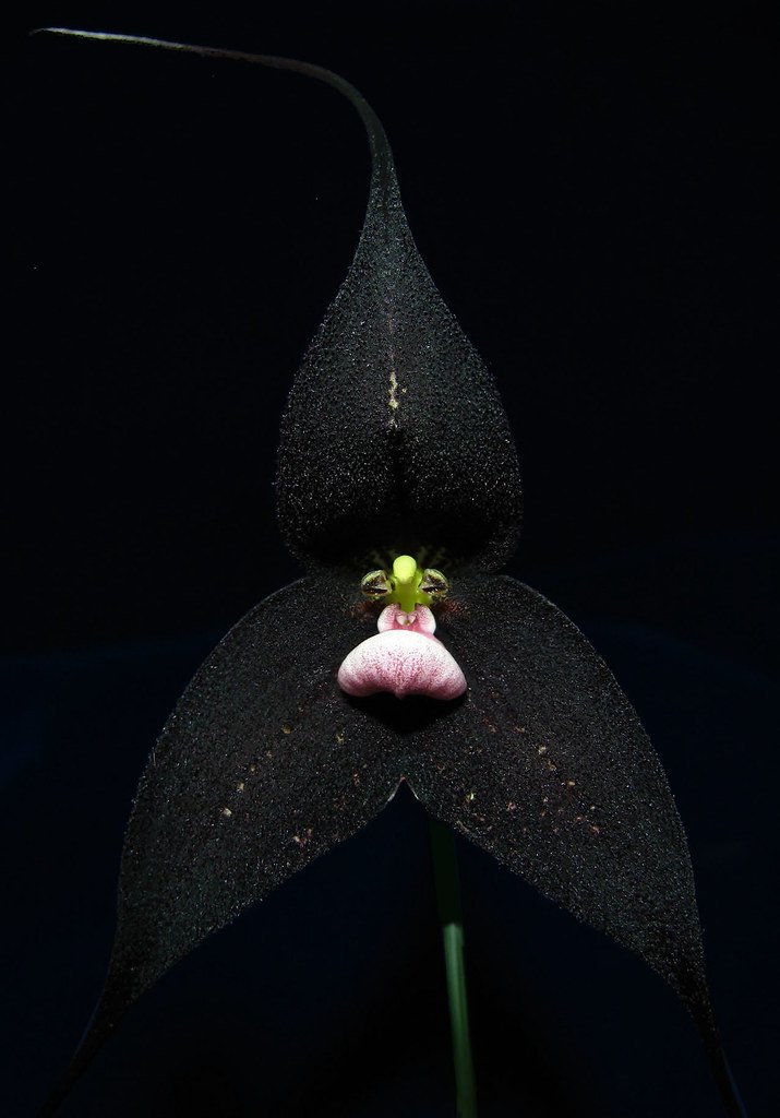 For #BlackFriday, I give you Dracula roezlii 'Cow Hollow.' #orchid #Orchidaceae Photo by Luis E. Baquero