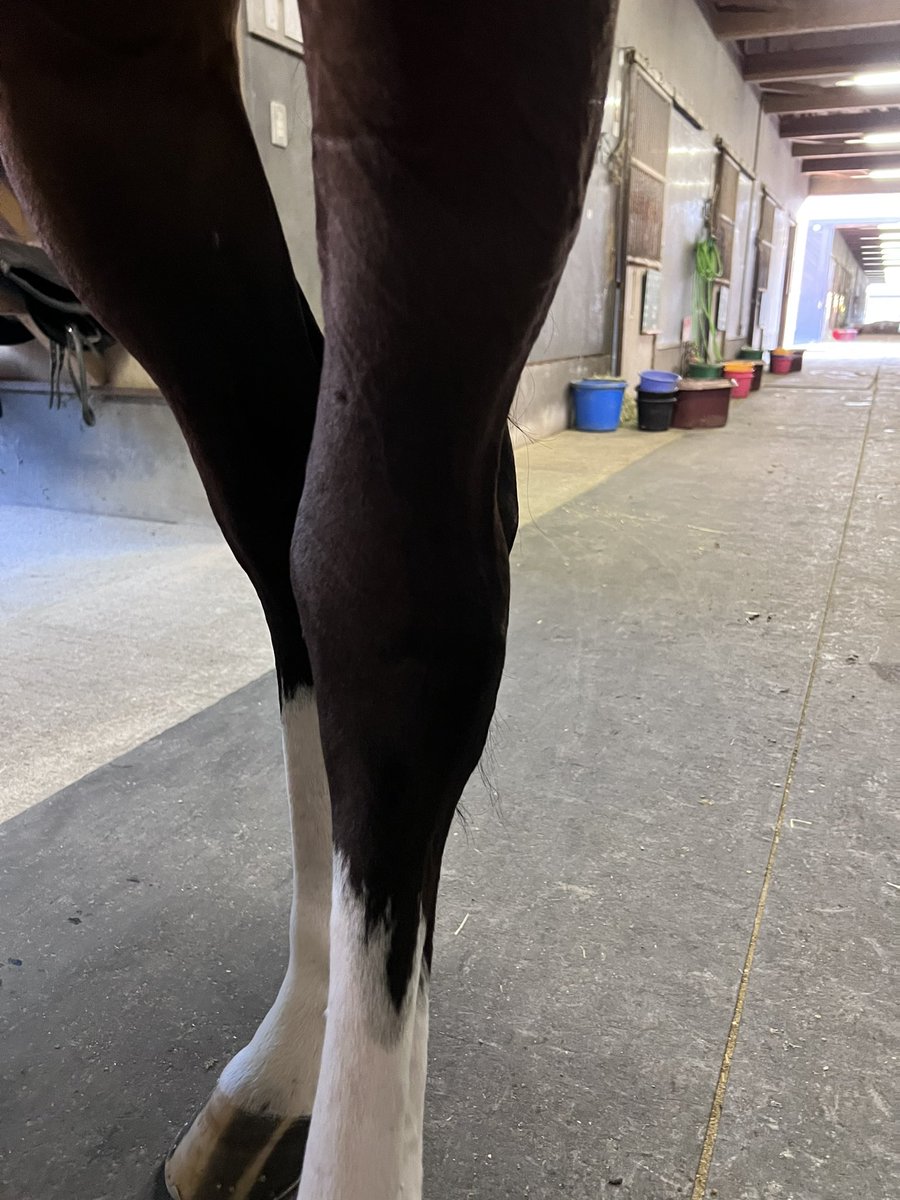 #カイザーソウル 君😿痛そう｡°(°´ᯅ`°)°｡

治療頑張って😣🙏
ゆっくり休んで 早く快復できますように😭 #ゴールドシップ産駒 