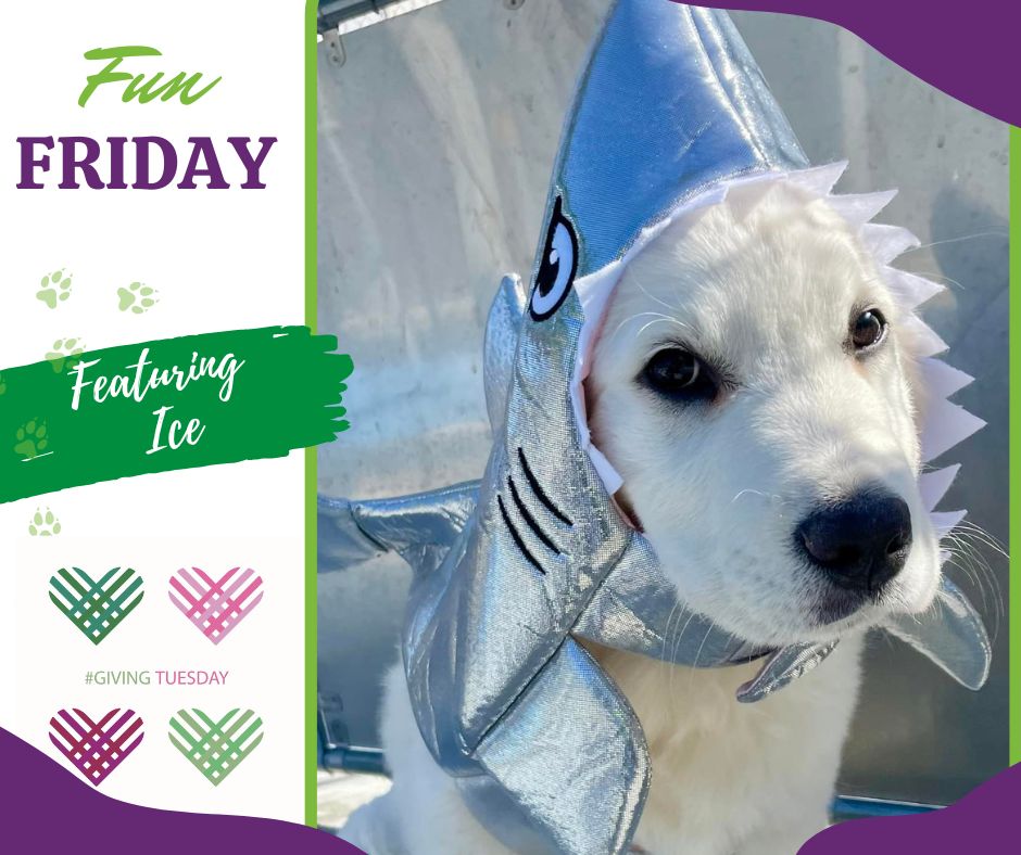 circletail's tweet photo. Now that we have your attention with baby shark Ice, don't forget to mark your calendars! November 29th is #GivingTuesday. We hope to raise $25,000 in honor of 25 years of Helping Dogs Help People! 

#circletail #helpingdogshelppeople #partnerswithpaws #givingtuesday https://t.co/5k2cPhkYAA