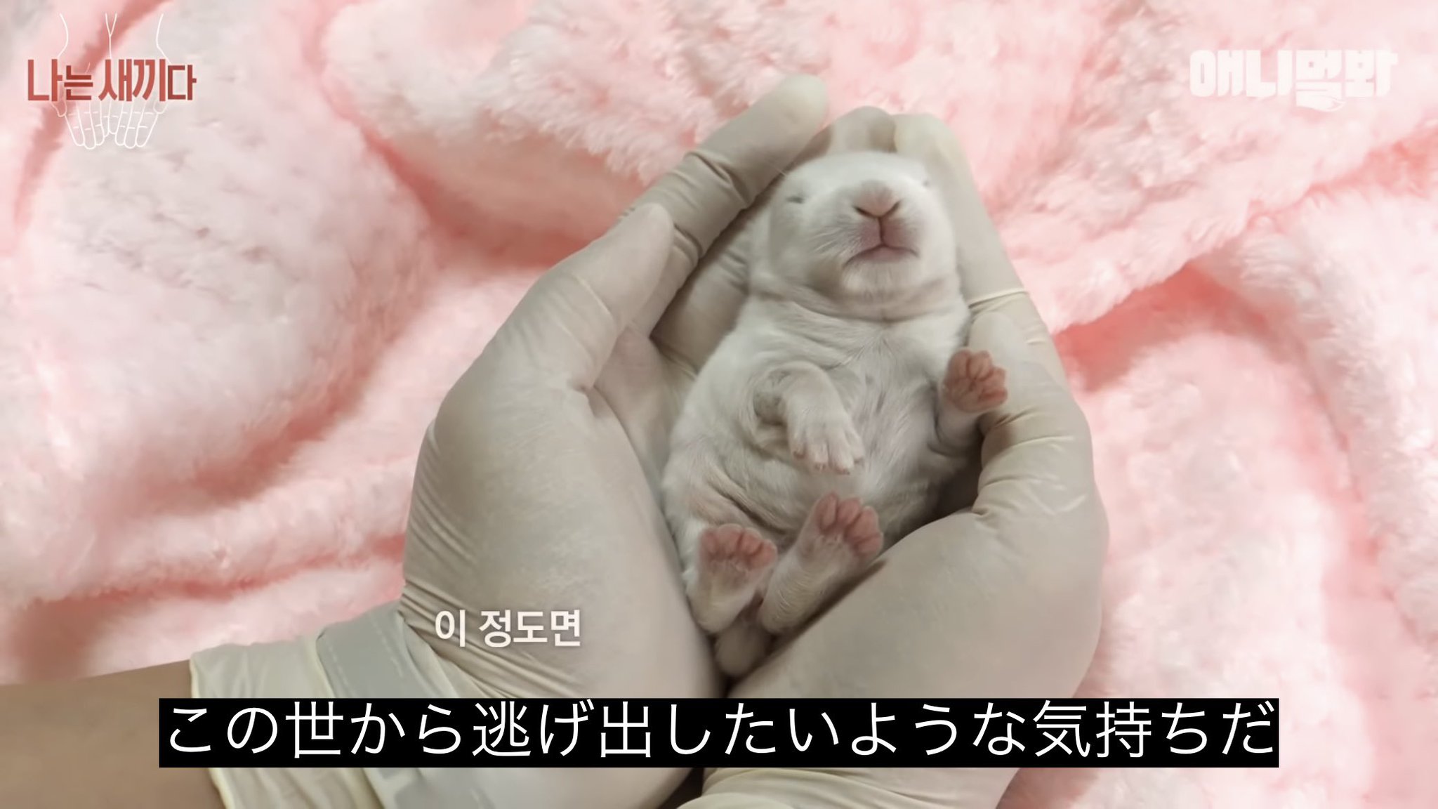 やまねこ♡　他の方はコメントお控えください=(^.^)= ERwRYt8U8AEUfcz.jpg