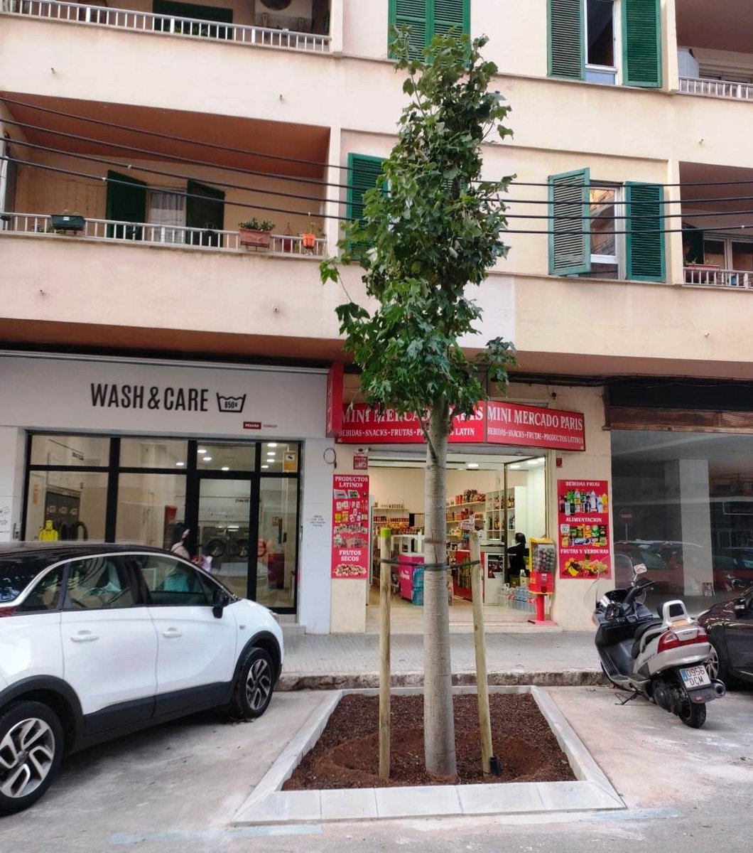 ajuntpalma's tweet photo. 🌳 Dotam d’arbrat i ombra el carrer Francesc Fiol i Joan i a Poeta Guillem Colom a s’Escorxador📍

🔧 S'han creat onze escocells on hem plantat  exemplars de Brachychiton discolor, un tipus d’arbre que floreix amb roses sense pètal
#Objectiu10mil

🔗 https://t.co/ApNGepJBnU https://t.co/ifr3rBpMUU