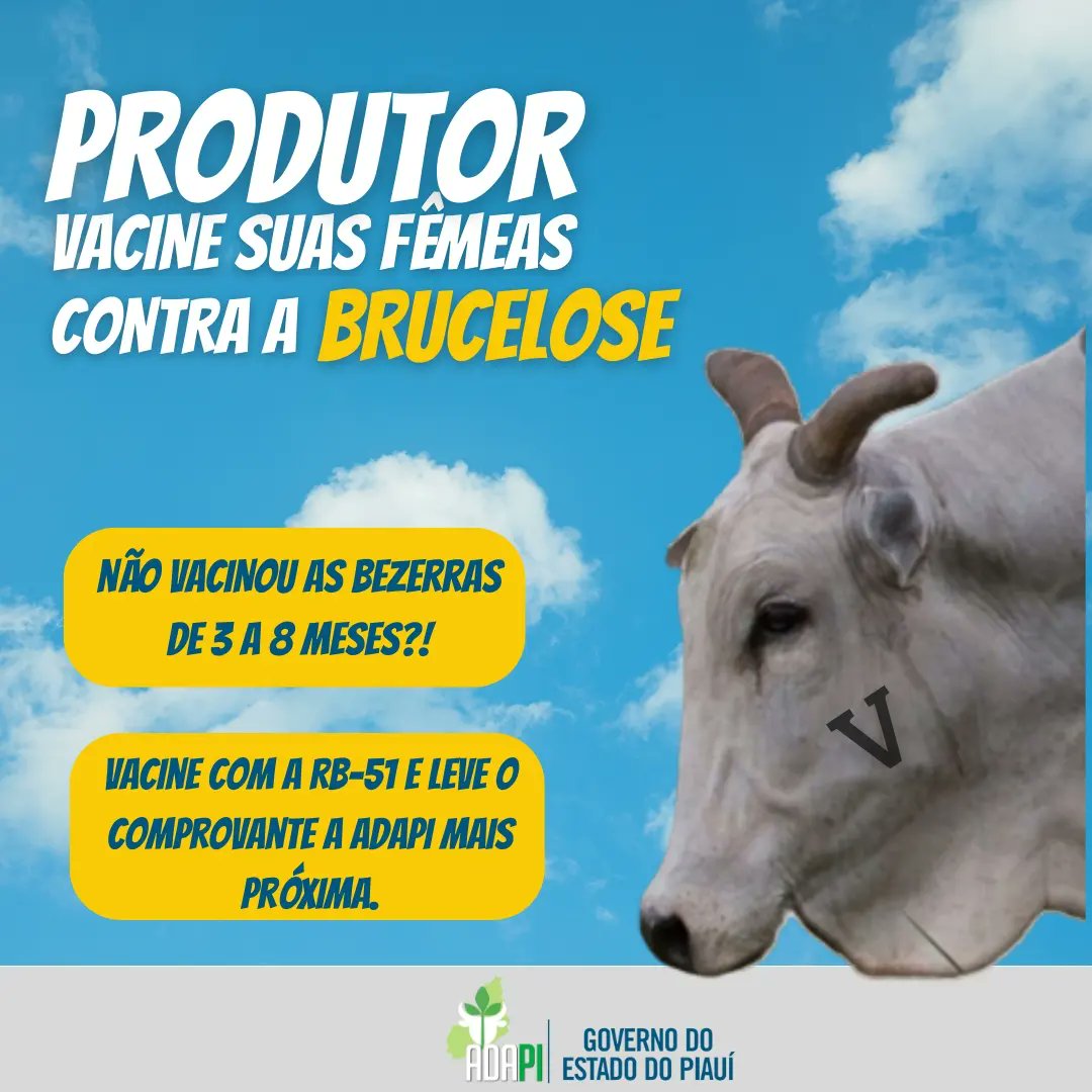 adapi_pi's tweet image. 😞Passou de 8 meses?
🐮Saperrei não, use a vacina RB-51 e ferre com um &quot;V&quot;.

🕵🏻Procure o vacinador/veterinário cadastrado ou o veterinário da Adapi mais próxima e se regularize.

#brucelosebovina #adapi