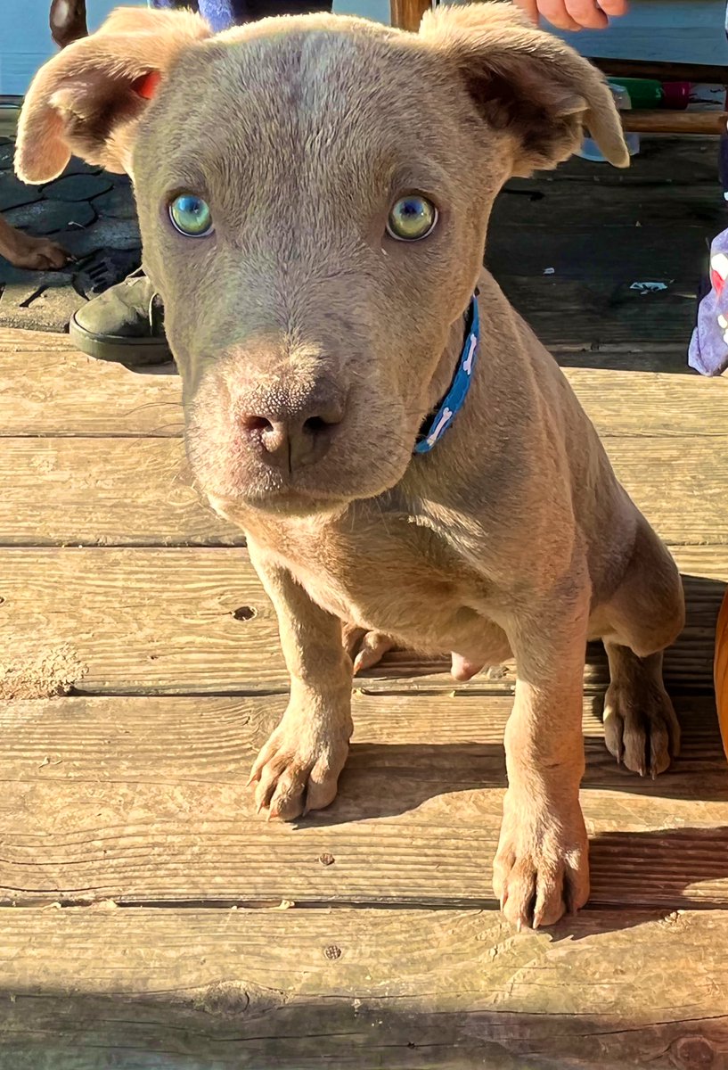 Amanda_Face101's tweet photo. Another sad Facebook rescue. Oliver and Ophelia! Posted for $10 each, the mother is being given away. Currently working on helping her as well. But these 2 are now safe with a wonderful rescue friend in NC and will be available for adoption once they’re spayed/neutered https://t.co/4WFIJiJHZW