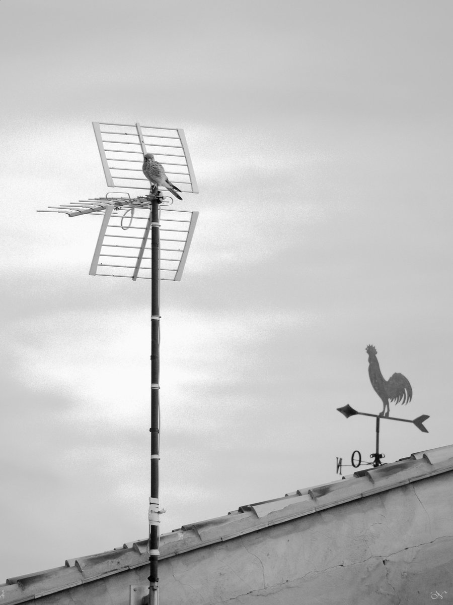 #CernícaloVulgar #CommonKestrel #cernícalo #kestrel​ #FalcoTinnunculus #pájaro #bird #birdsphotography #fotografía #photography #blancoynegro #blackandwhitephotography #blackandwhite #bw #monochrome #monochromephotography