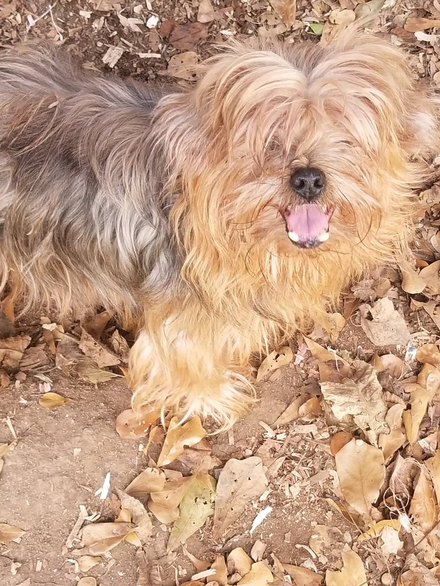 Amanda_Face101's tweet photo. 14yr old Sassy was left neglected in a kennel outside infested with fleas. I was contacted by their neighbor and after a trip to the groomer and vet Sassy is now safe, comfortable and finally has a forever home where she is loved and can enjoy the rest of her days ❤️ https://t.co/adtlrOMAJw