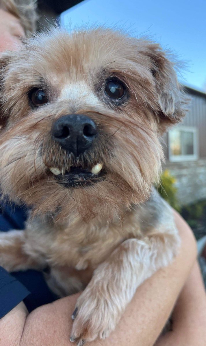 Amanda_Face101's tweet photo. 14yr old Sassy was left neglected in a kennel outside infested with fleas. I was contacted by their neighbor and after a trip to the groomer and vet Sassy is now safe, comfortable and finally has a forever home where she is loved and can enjoy the rest of her days ❤️ https://t.co/adtlrOMAJw