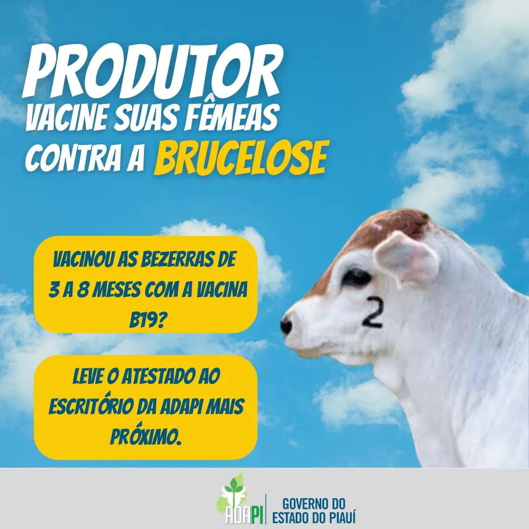 adapi_pi's tweet image. 💉Amigo produtor, vacine todas suas fêmeas de bovinos e bubalinos contra a brucelose.

🚨Atenção ao prazo, todas as fêmeas entre 3 a 8 meses de idades devem ser imunizadas com a B19 e o lado esquerdo com o último dígito do ano ferrado.

#brucelosebovina #adapi