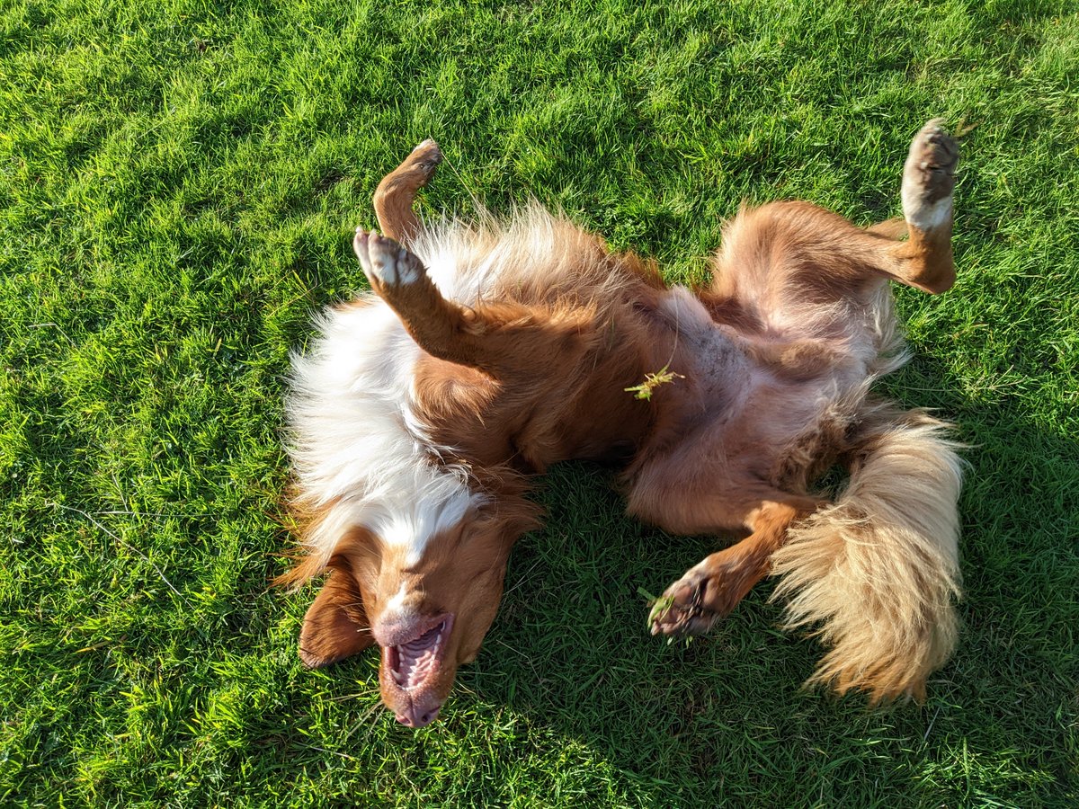 My Pet Walker tweet media