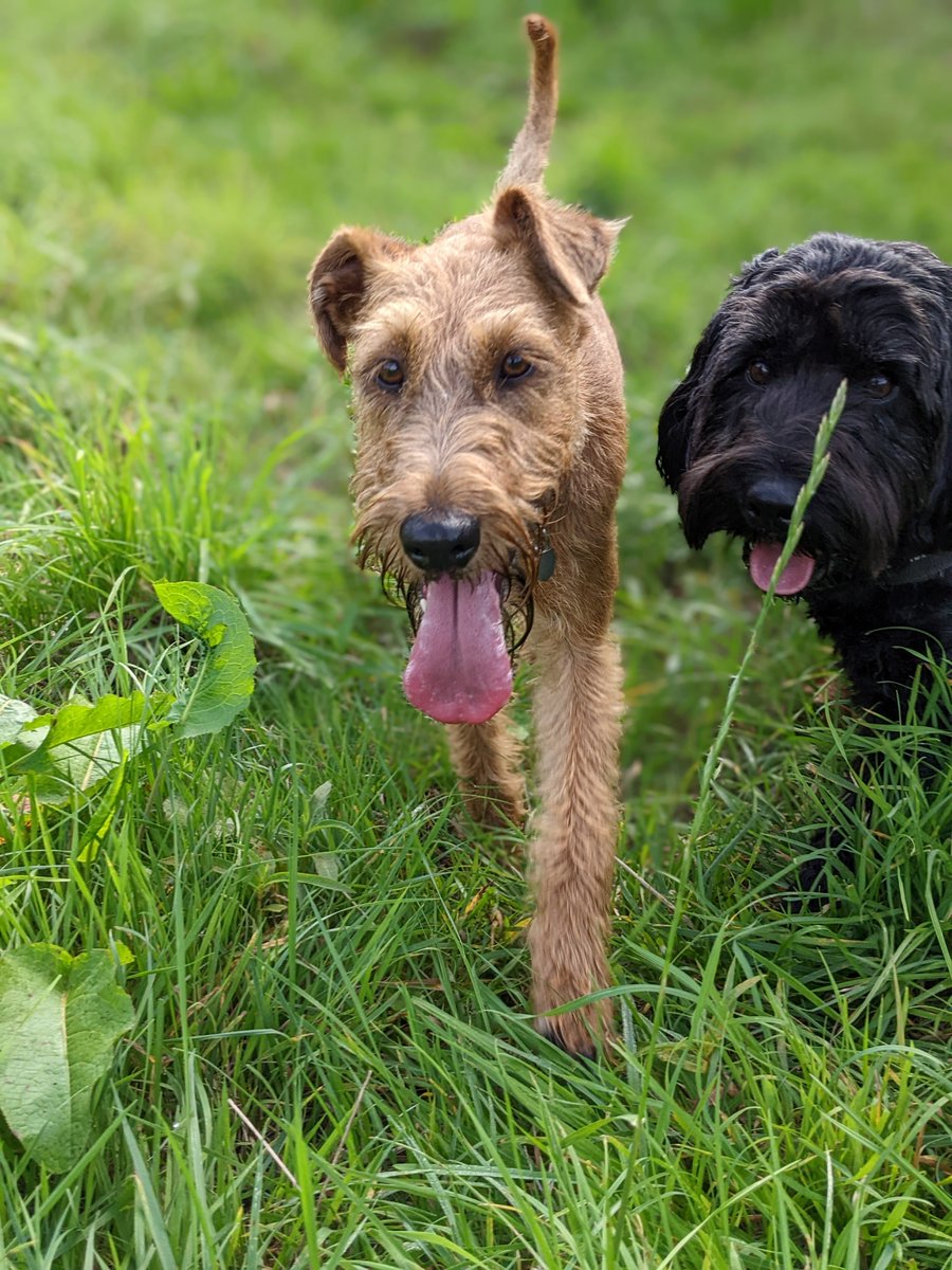 My Pet Walker tweet media