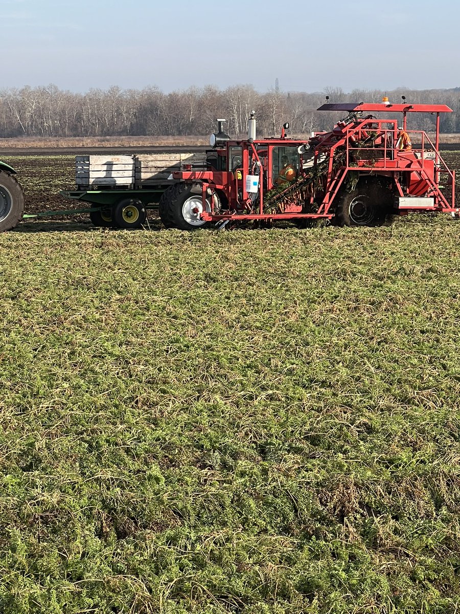 eekfarms's tweet photo. …and we’re back at it. Only about 7 acres of #carrot #harvest2022 to pick up! We had to pause harvest due to last week’s snow. #HollandMarsh #KingTownship #feedingpeople #local #AgricultureMatters #finiteresource oh, and #swans https://t.co/XMIvoMrJmR