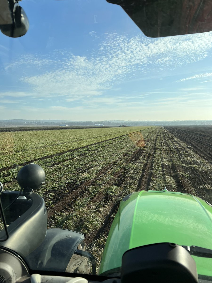 eekfarms's tweet photo. …and we’re back at it. Only about 7 acres of #carrot #harvest2022 to pick up! We had to pause harvest due to last week’s snow. #HollandMarsh #KingTownship #feedingpeople #local #AgricultureMatters #finiteresource oh, and #swans https://t.co/XMIvoMrJmR