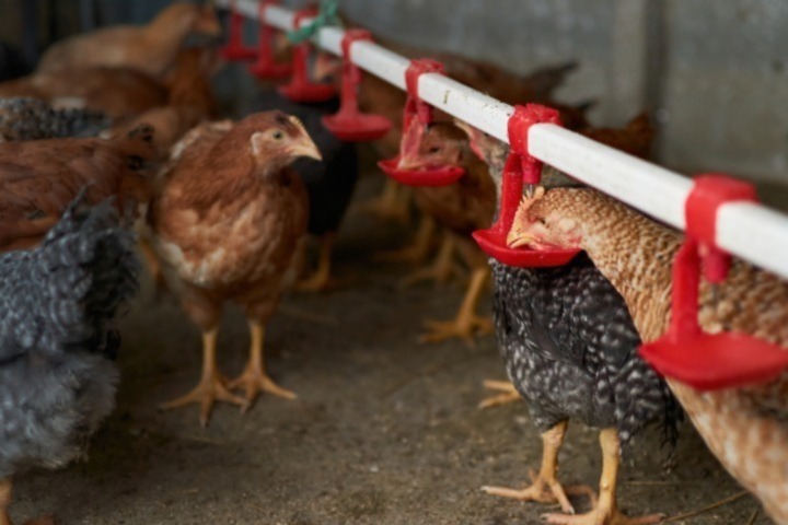 It’s incredibly useful to be able to be able to differentiate between wild and vaccine strains of Salmonella with a vaccine differentiation test. Read David Petrie-Dolphin’s latest blog to learn about the poultry disease screening tests available: cawood.co.uk/blog/poultry-v…