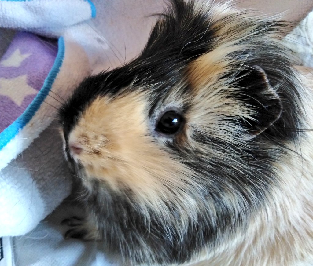 BIBHpsa's tweet photo. PigMom is a teacher. She showed her students our pretty Princess today 😍😍😍. Needless to say they melted out of cuteness 🐹👸. #guineapig #guineapigs #cavy #animals #pets #theadventuresoflia #extracute https://t.co/7auRmnTjzY