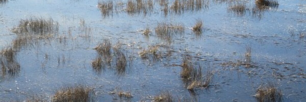 On clams and coastlines: <a href="/BulmanAndie/">Andie Bulman</a> remembers a beach from childhood in the latest in our #TheBigSplash series. 

nqonline.ca/article/prohib…