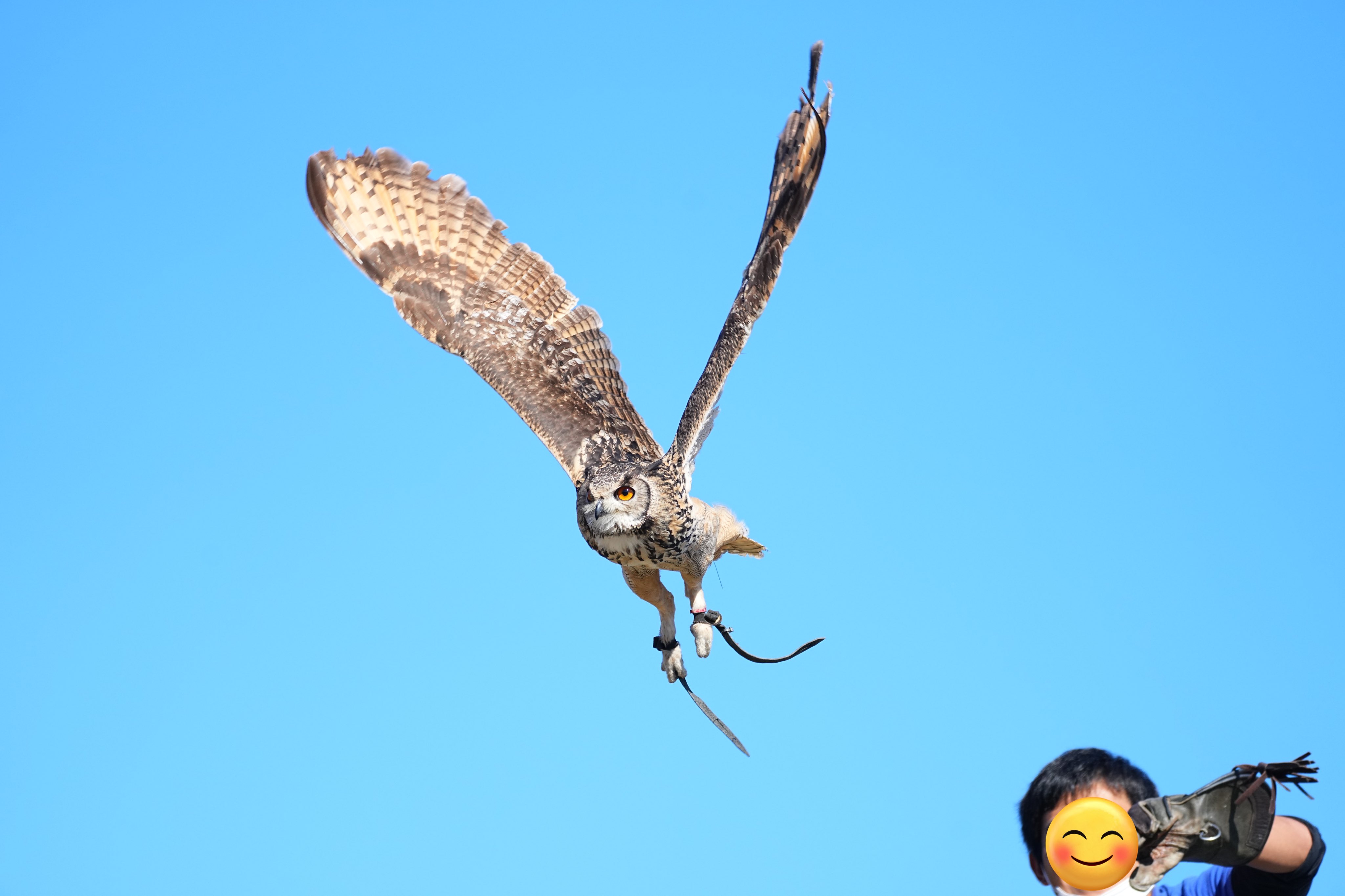 セイカーハヤブサ Twitter Search Twitter