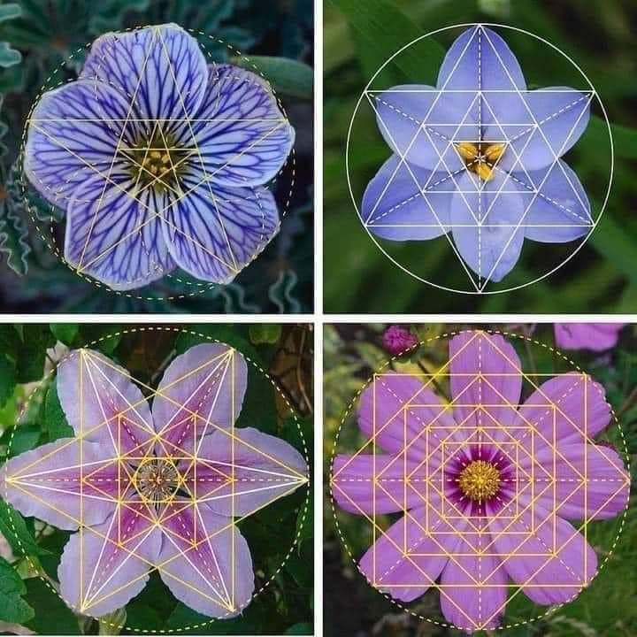 InformaCosmos's tweet photo. Las matemáticas y la naturaleza 🍃 https://t.co/73swEsrWlD