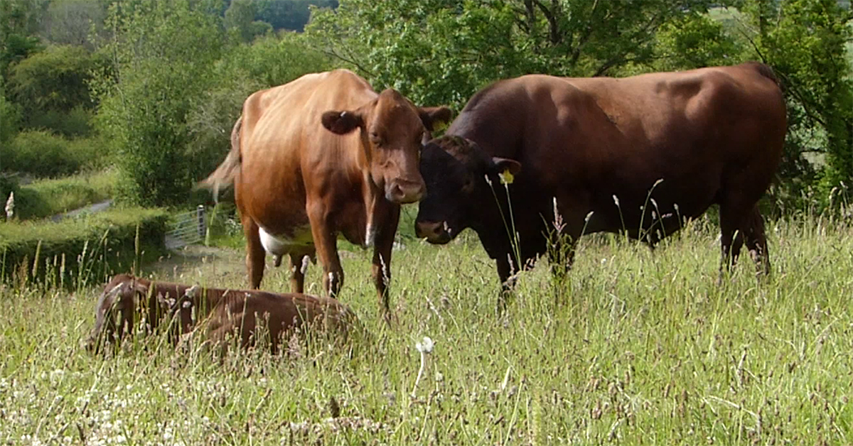 NEWS: Researchers have shown for the first time that less intensively managed British grazed grasslands have on average 50% more plant species and better soil health than intensively managed grassland ceh.ac.uk/press/less-int…