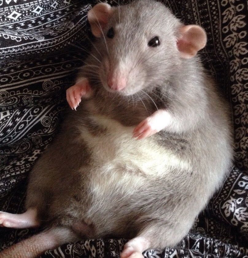 rat belly