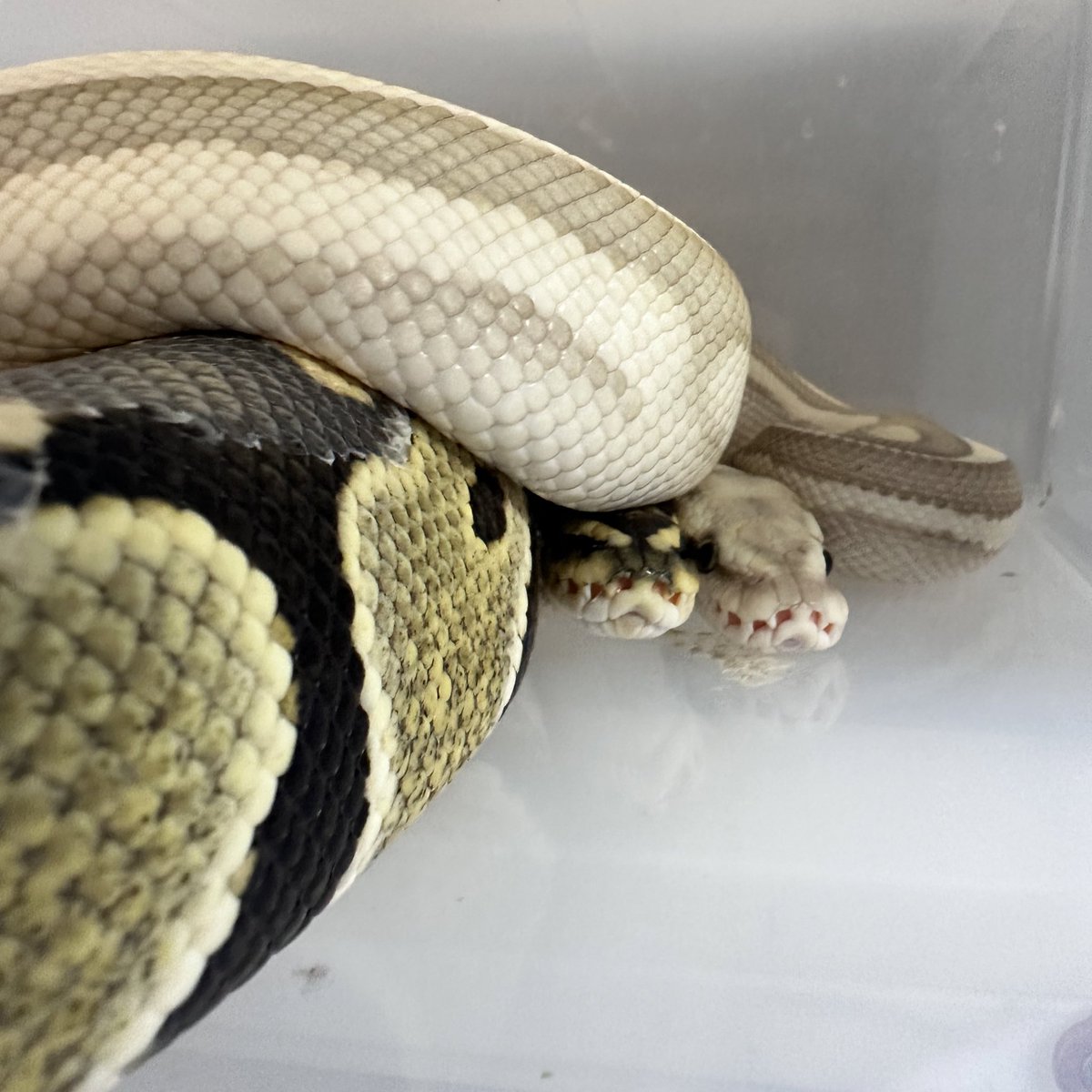 lilballs0905's tweet photo. 可愛かったのでつい🥹

#ボールパイソン
#ballpython https://t.co/KYKTmBSrZj