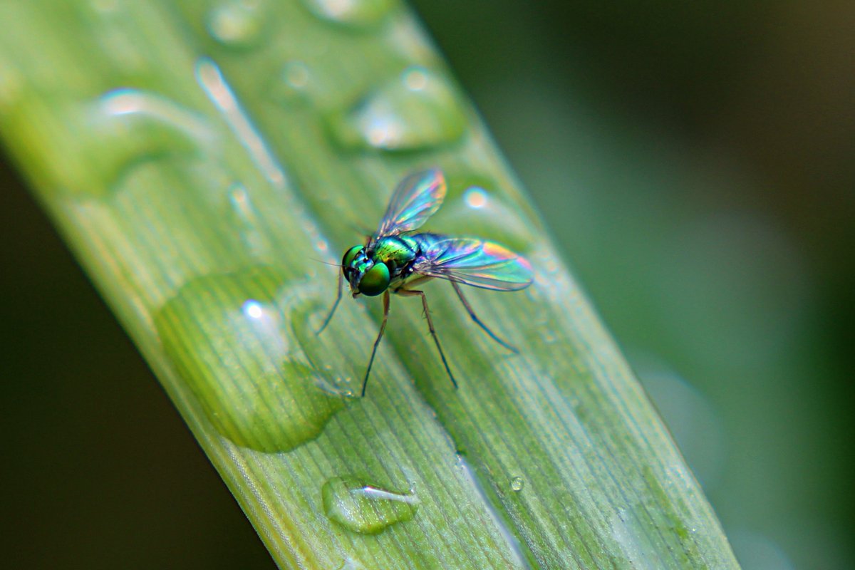 Klippy27's tweet photo. Baby fly on a blade of grass. Taken August, 2021.
#GuruShots
#fly
#grass
#photography
#photographer
#naturephotography
#insectphotography
#macrophotography
#bugsofhellgate
#KlipPics
#picoftheday https://t.co/HNOtJ61HU5